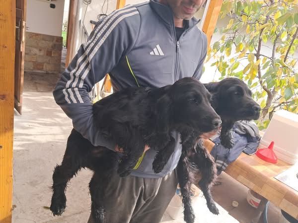 Английски кокер шпаньол