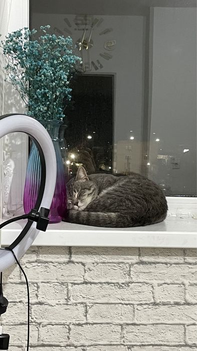 Отдам кота в добрые руки