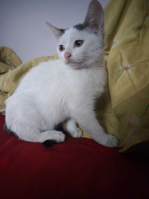 Adopție pisici 2 luni