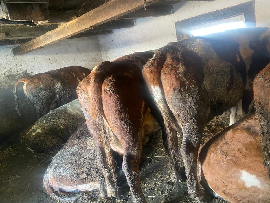 Vand vaci si juninci