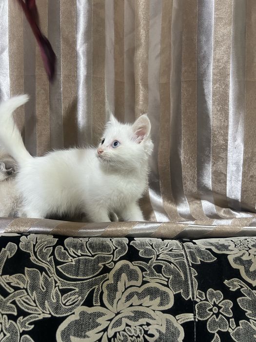 Котята турецкой ангоры