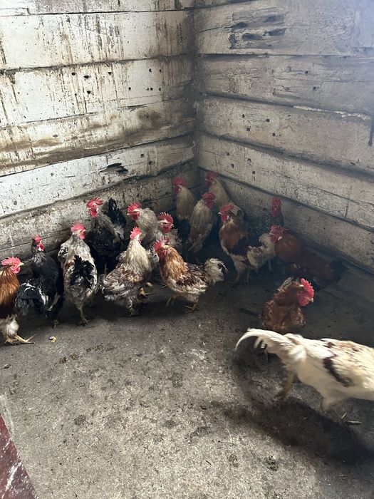 Петухов продам молодые