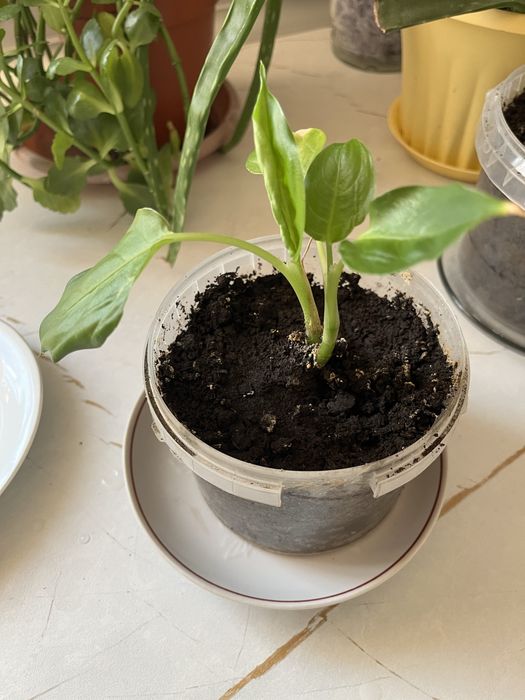 Цветы домашние