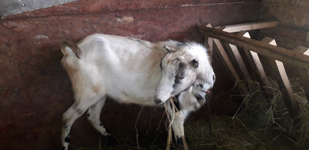 De vânzare doi țapi