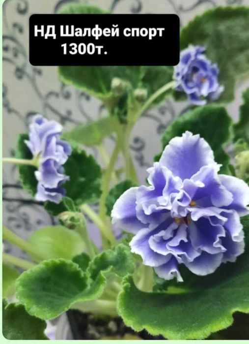 фиалки сортовые цветущие