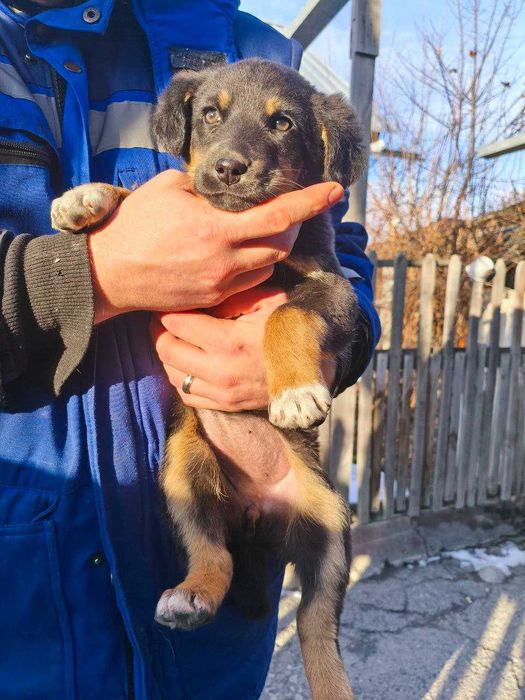 Отдам щенка в добрые руки. Девочка