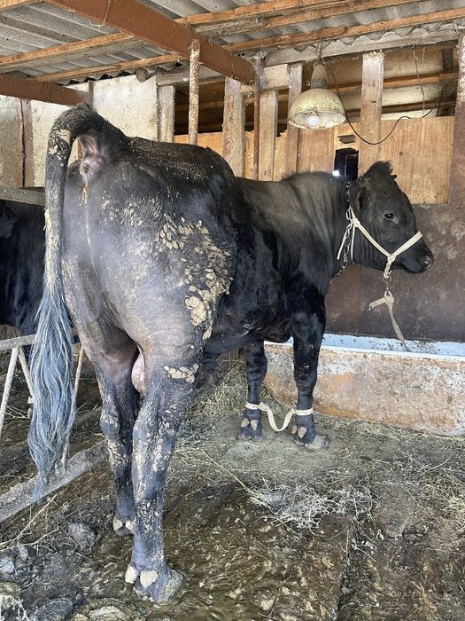 Продаю быков на мясо ,