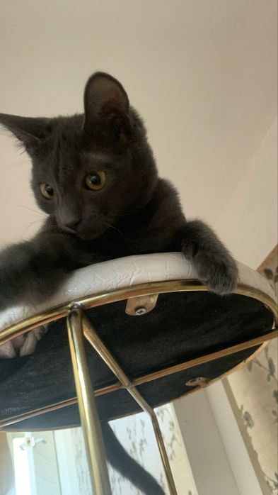 Котенок маленький