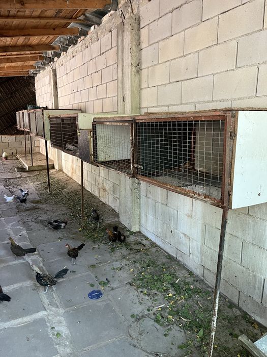 зайци за клане и разплод