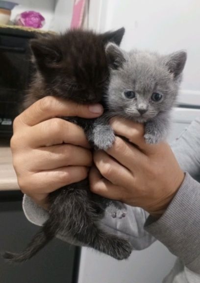 Отдам кошечку британец серая