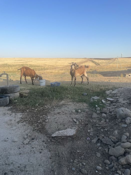 Нуби таза канды