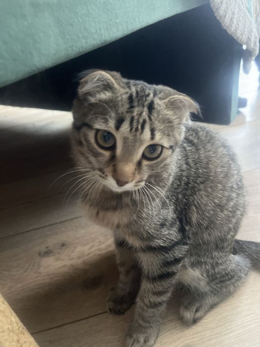 отдам кота в хорошие руки