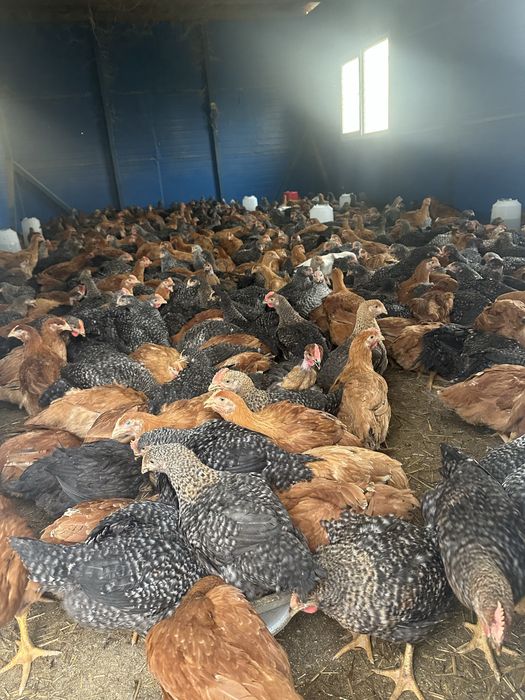 Puii de carne si rasa mixta!