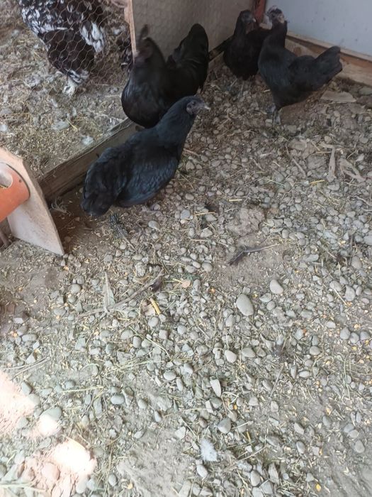 Pereche Ayam Cemeni