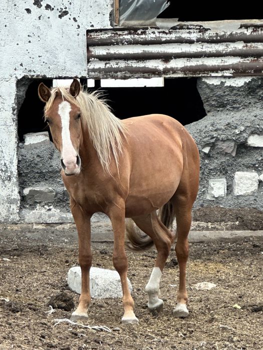 Продам кобыл с откорма