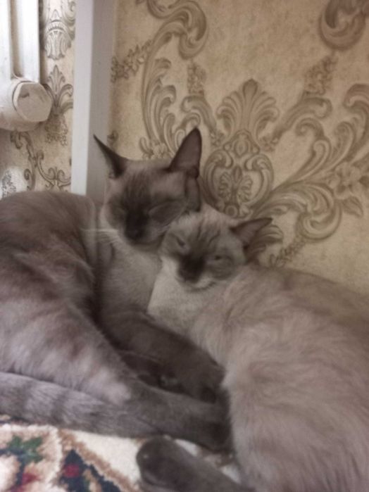 Сиамские котята 1.5 месяц