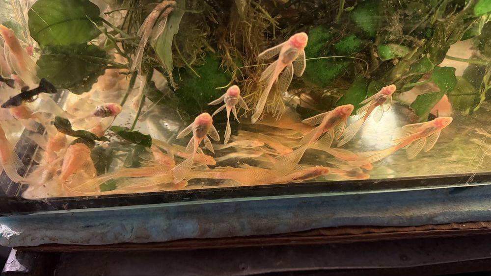 Acistrus long fin albino voalat