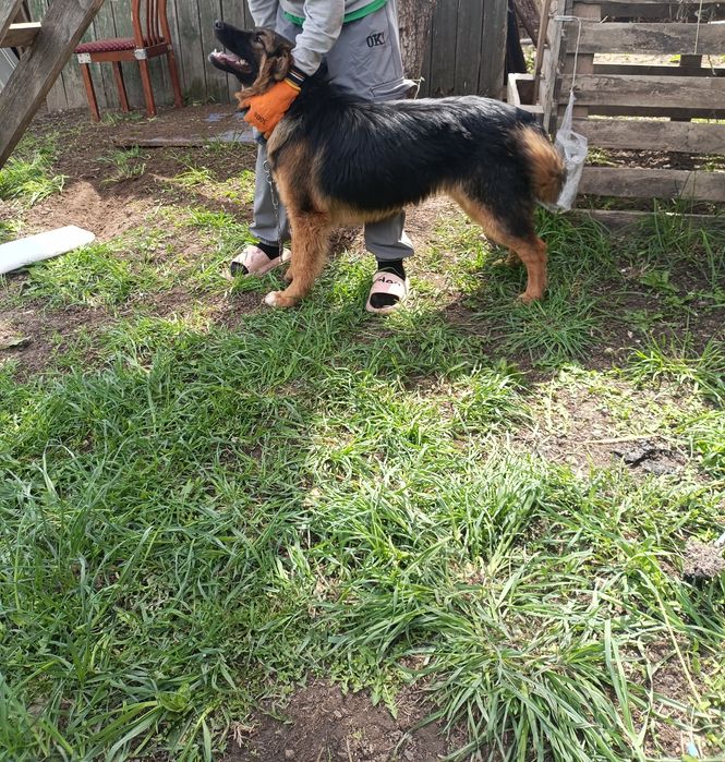 Немецкая овчарка  длино шорстная