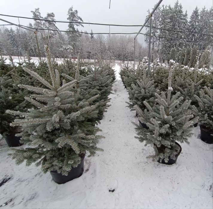 Голубая ель в горшке