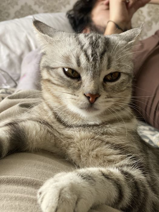 Кошка ищет любящий дом