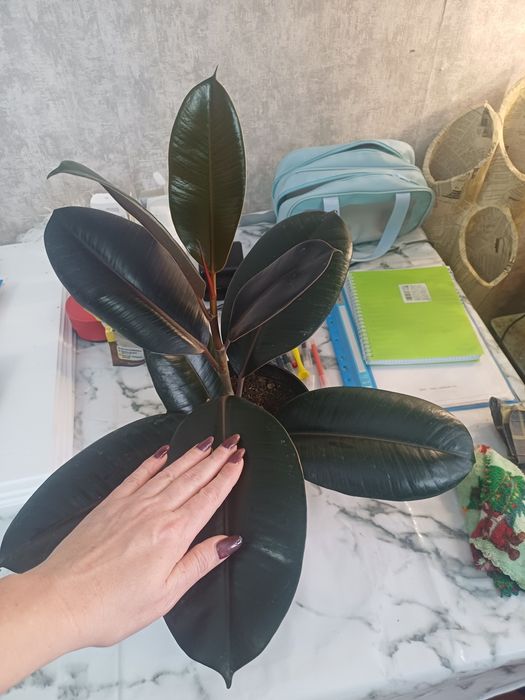 Продам фикус бургунди.10.000