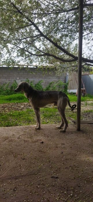 Тазы сатылады  аты көкжал