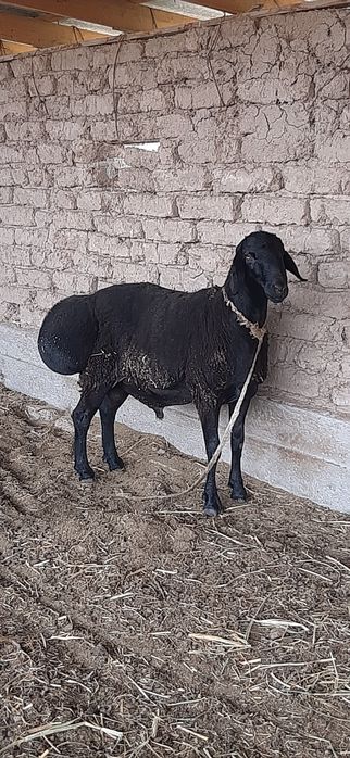 Хисори кучкор сотилади