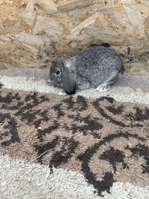 Iepuri pitic berbec german