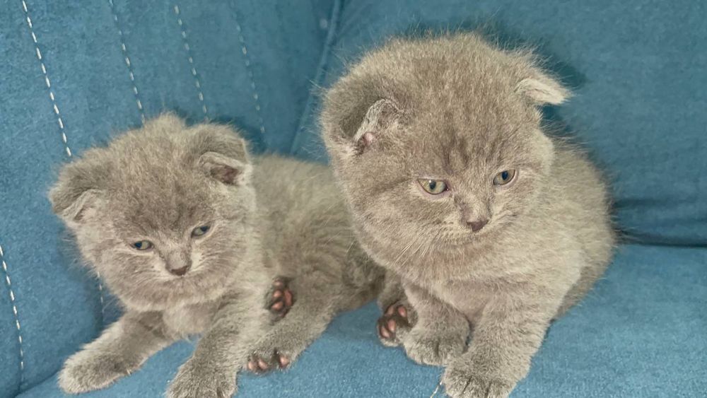 Продаем котят (девочки и мальчики)