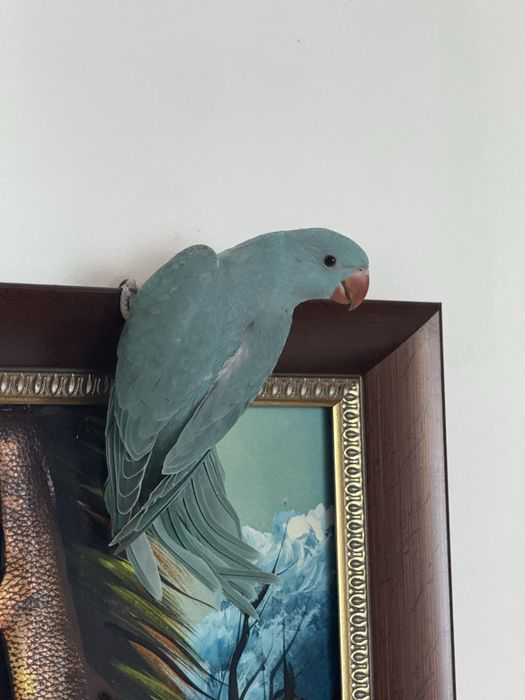 Papagali micul alexandru