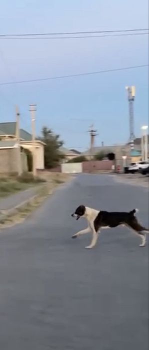 Алабай сатылады