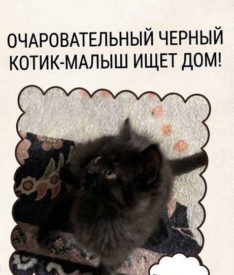 Чёрный пушистик ищет добрые ручки
