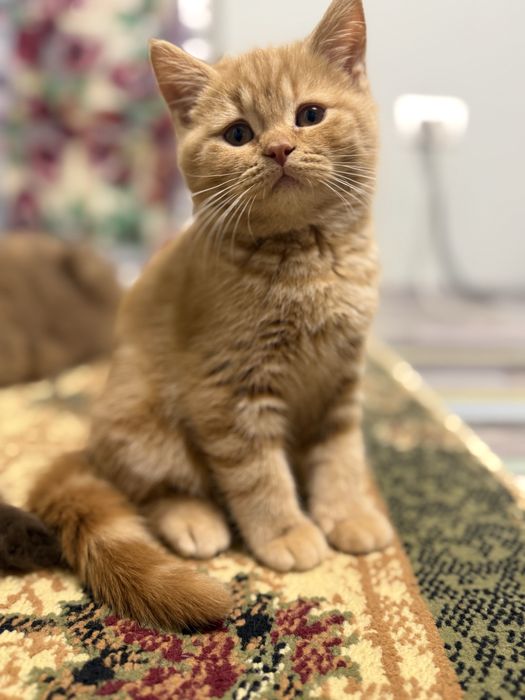 Motănel de vanzare!