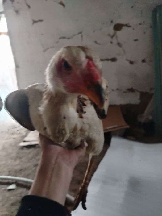 Продам даканку хорошую