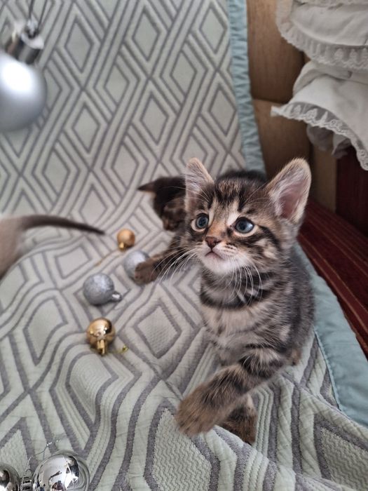 Котят в добрые руки