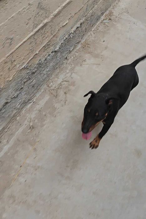 Вязка, кобель, ягтерер.