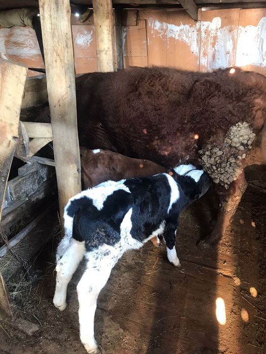 Продам коров и быков только оптом