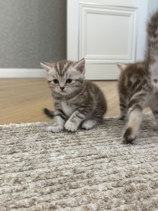 продаем котят породы скоттиш-страйт