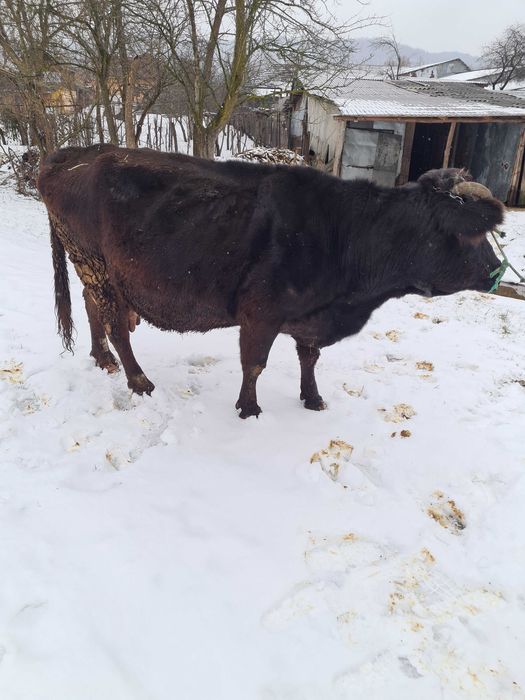 Vand vaca pentru abator