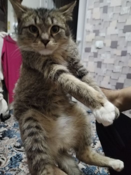 Отдадим только в добрые  руки