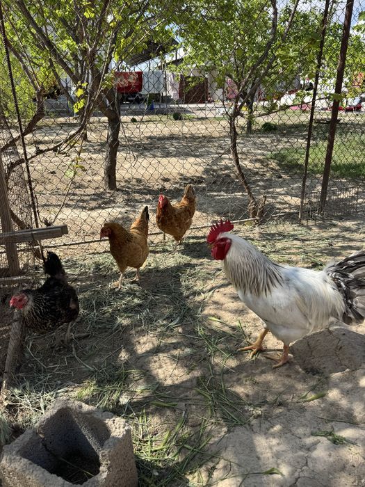 Тауық, үндік, индюк, тауык