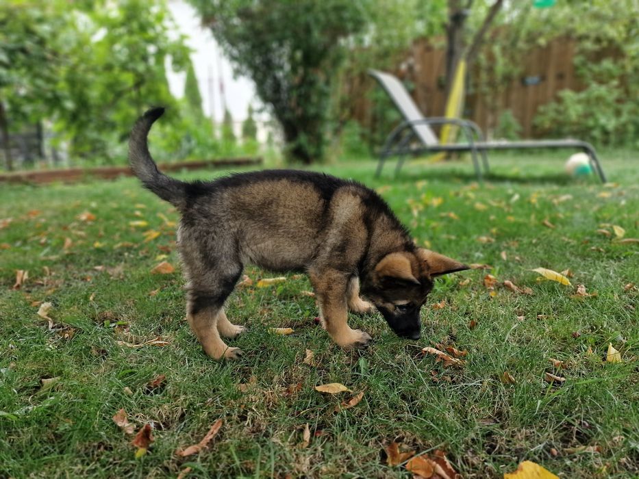 Pui ciobanesc german linia de lucru