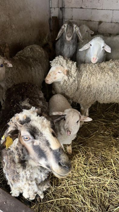 Продам баранов , кошкаров