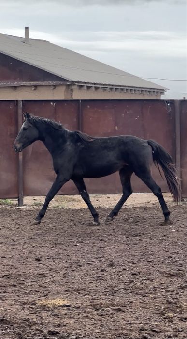 Тазақанды Айғыр Сатылады