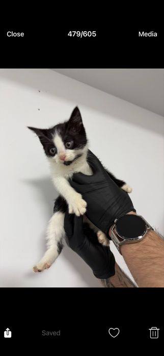 Бебе коте търси дом