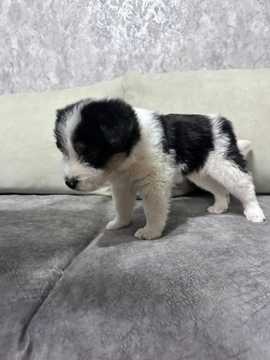 Щенки дворянских кровей