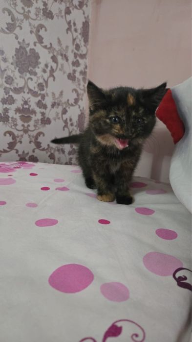 Котёнок в добрые руки срочно!!