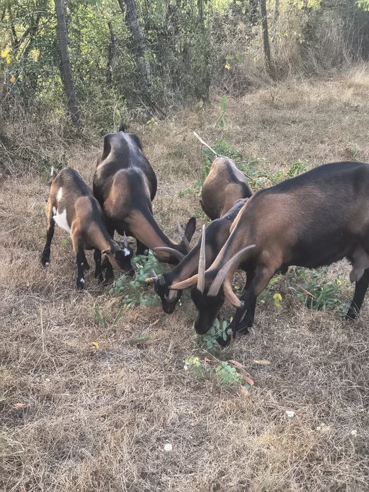Capre de vînzare alpin francez foarte bune de lapte