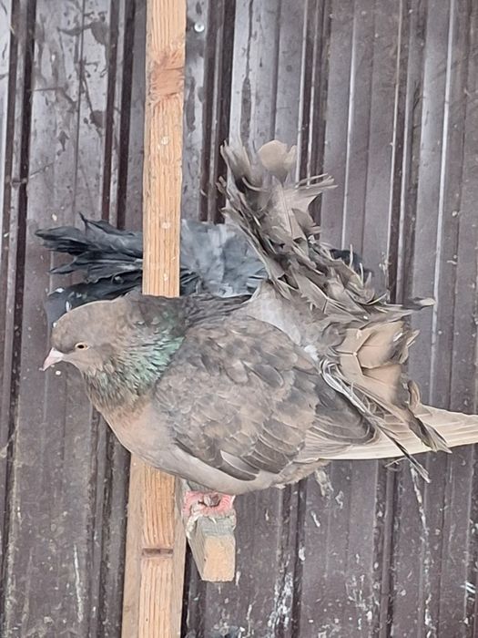 Porumbei rotați/curcani