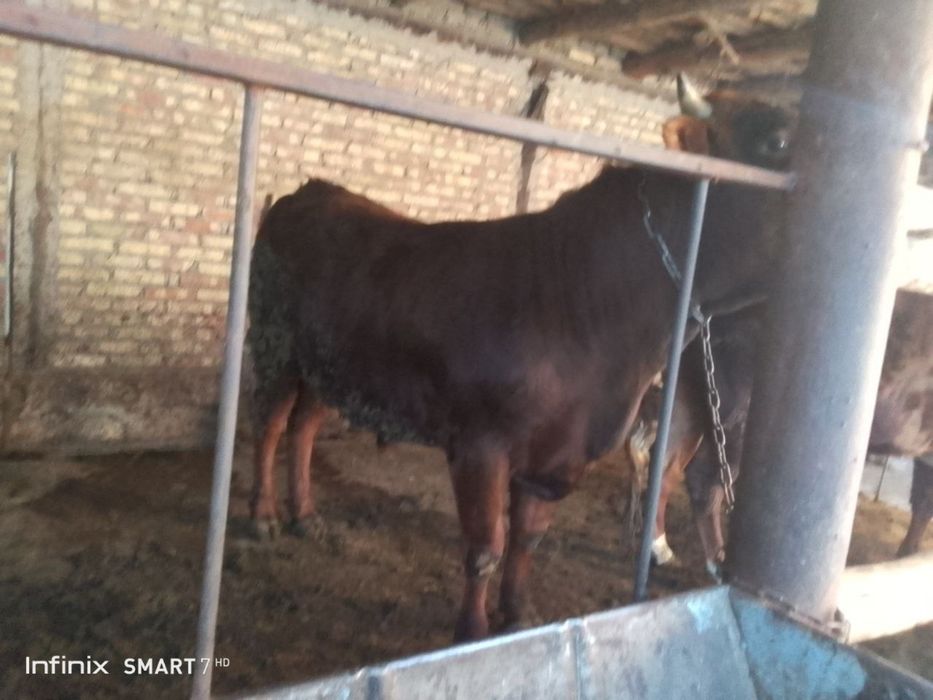 Semiz buqala boqilaykoni xam bo